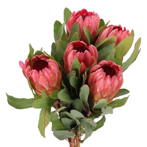 Wholesale Protea Guide & Wedding Flower Guides UK Triangle Nursery