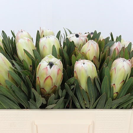 PROTEA WHITE NIGHT