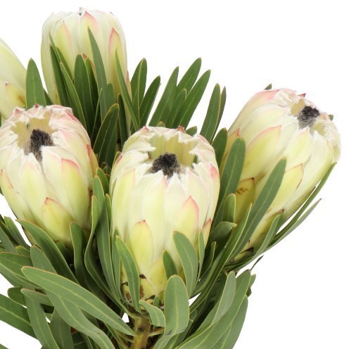 PROTEA WHITE NIGHT