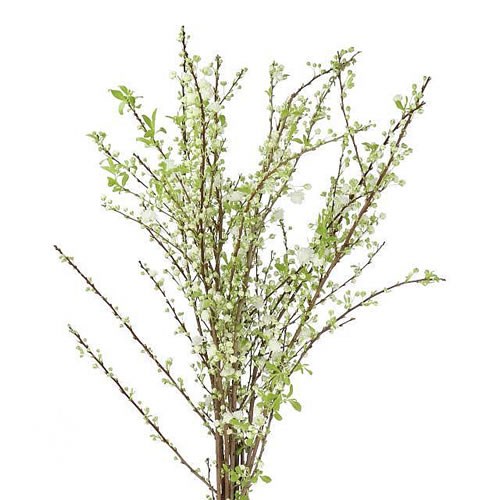 PRUNUS ALBA PLENA