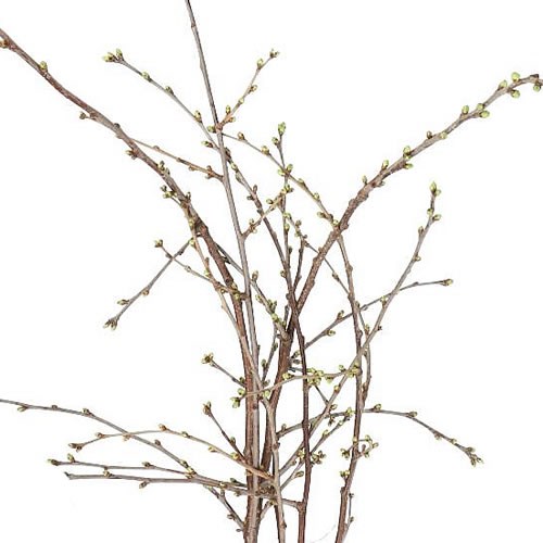 PRUNUS MISCELLANEOUS