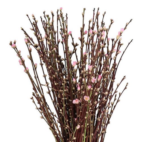 PRUNUS PEACH BLOSSOM PINK