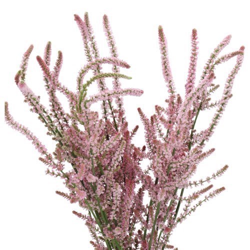PSYLLIOSTACHYS SUWOR