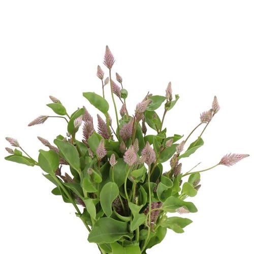 PTILOTUS EXALTUS MATILDA