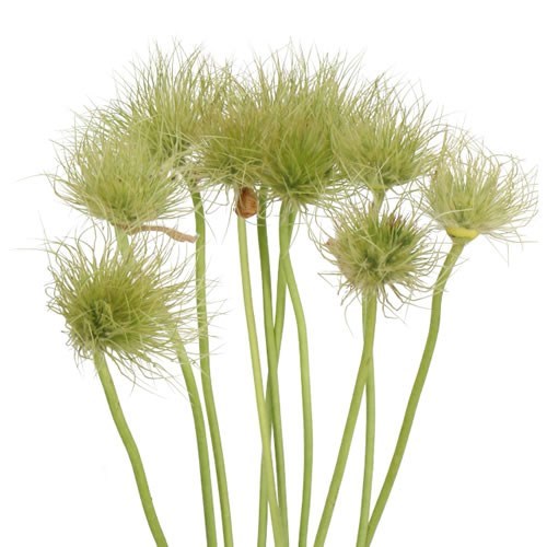 PULSATILLA ALBA
