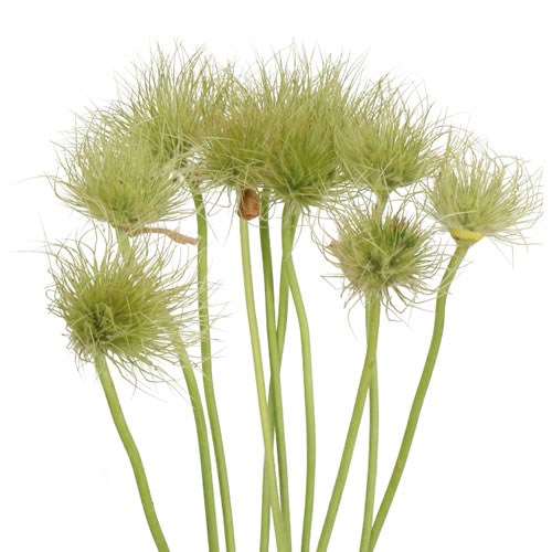 PULSATILLA ALBA