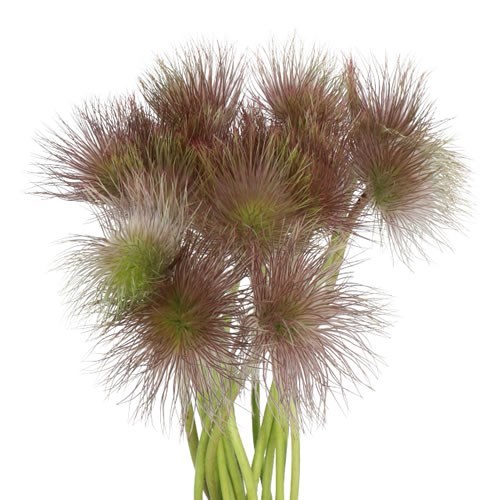 PULSATILLA RED