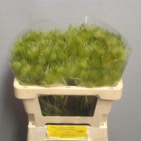 PULSATILLA VU ALBA