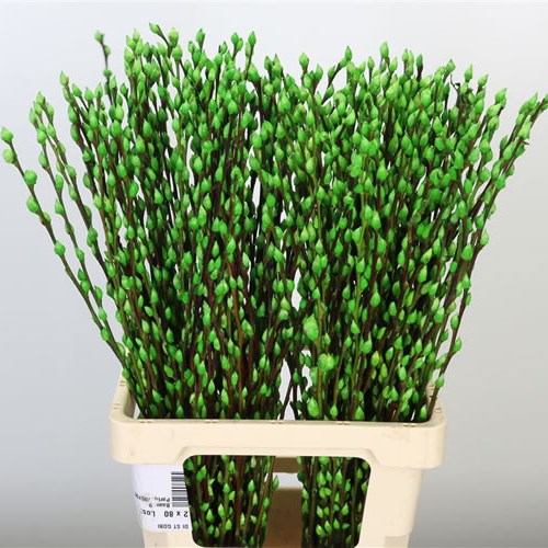PUSSY WILLOW DYED APPLE GREEN