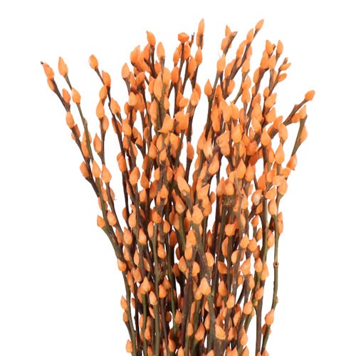 PUSSY WILLOW DYED APRICOT