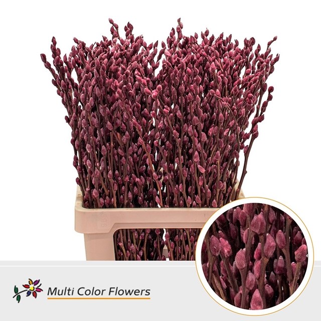 PUSSY WILLOW DYED BURGUNDY