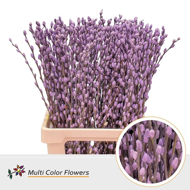 PUSSY WILLOW DYED DARK LILAC