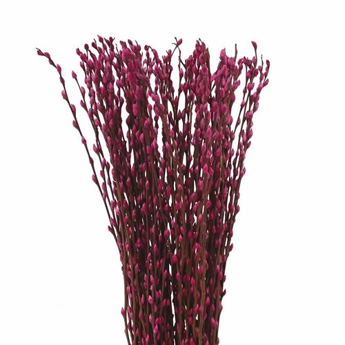 PUSSY WILLOW DYED HOT PINK