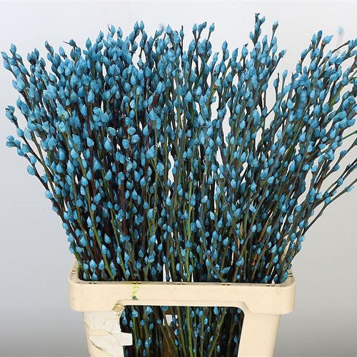 PUSSY WILLOW DYED LIGHT BLUE