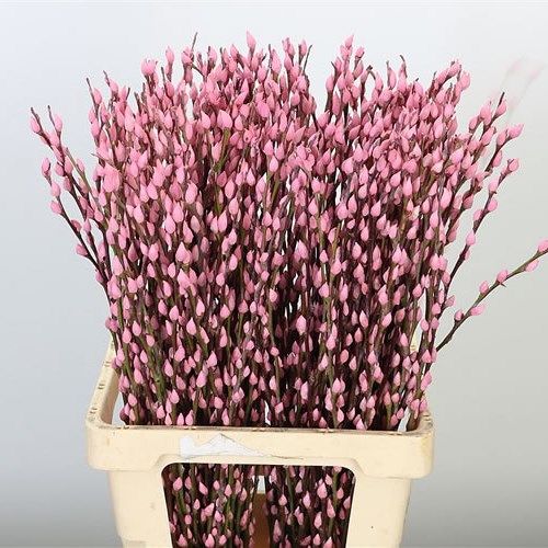 PUSSY WILLOW DYED LIGHT PINK