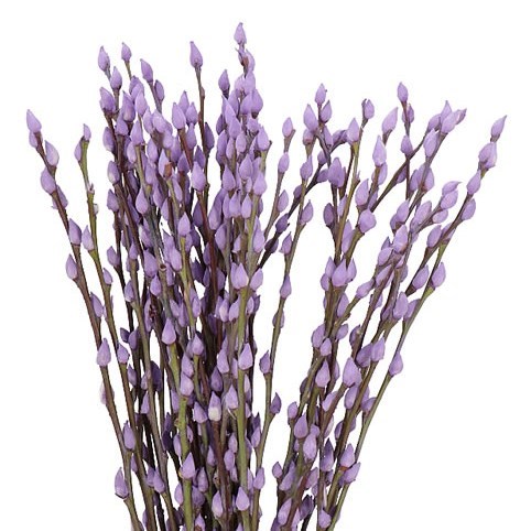 PUSSY WILLOW DYED LILAC