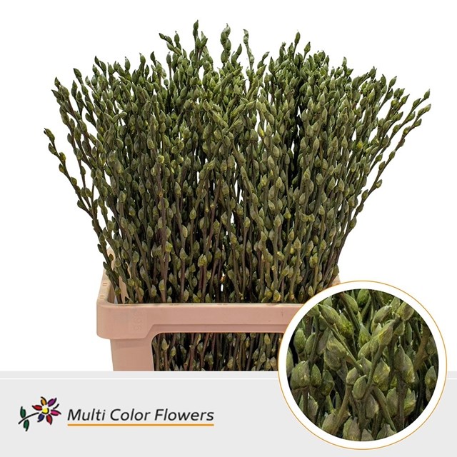 PUSSY WILLOW DYED OLIVE GREEN