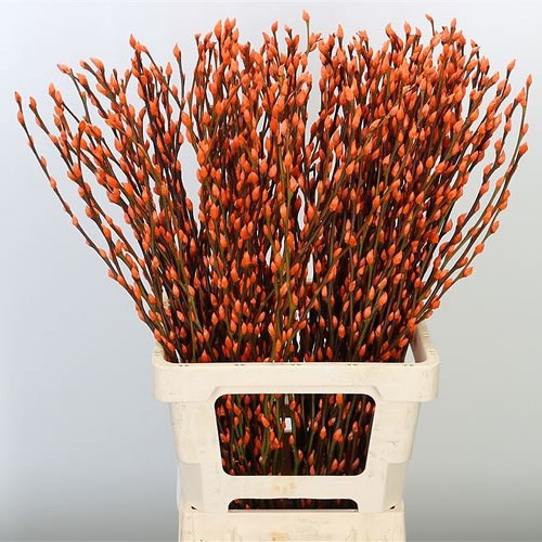 PUSSY WILLOW DYED ORANGE
