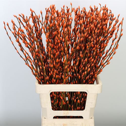 PUSSY WILLOW DYED ORANGE