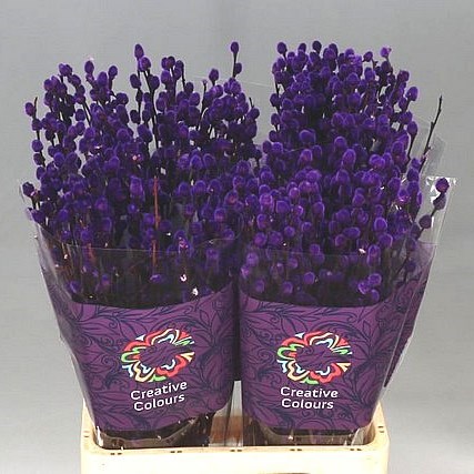 PUSSY WILLOW DYED PURPLE