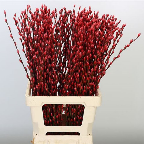 PUSSY WILLOW DYED RED
