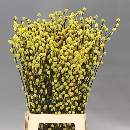PUSSY WILLOW DYED YELLOW