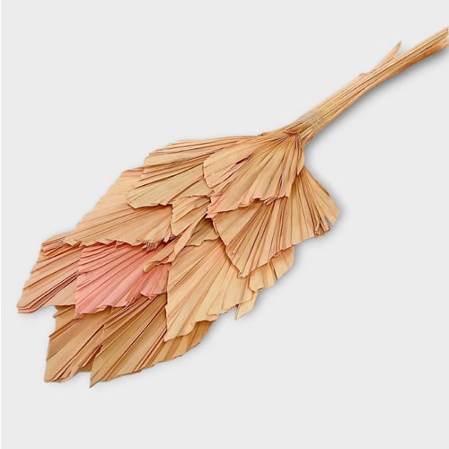 Palm Spears Blush Pink (Dried)