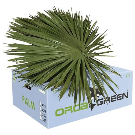 Palmetto XL
