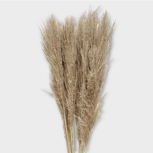 Cortaderia Dried Pampas Grass