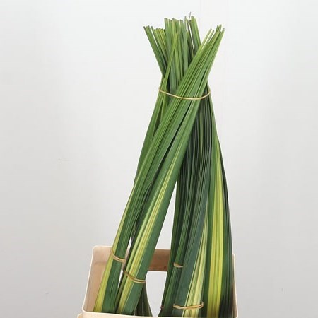 Pandanus Leaves