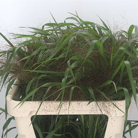 Panicum Firework Grass