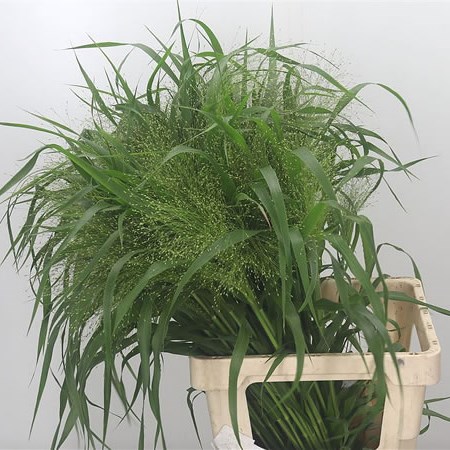 Panicum Fountain Grass
