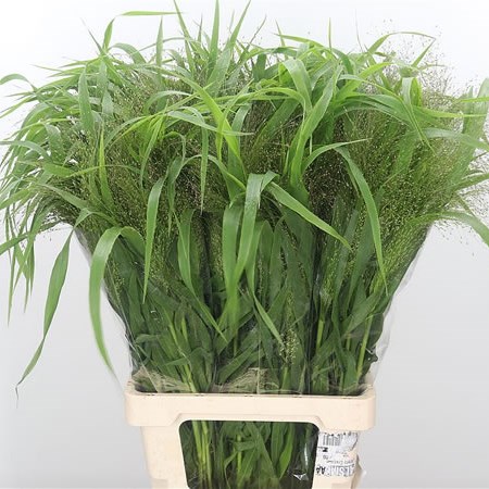Panicum Fountain Grass