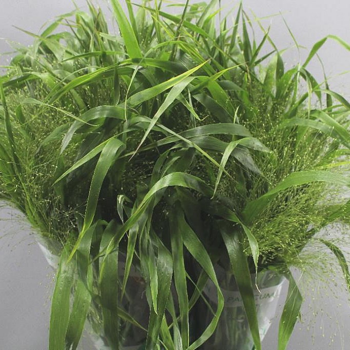 Panicum Fountain Grass