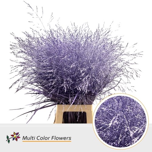 Panicum Grass Dyed Metallic Lilac