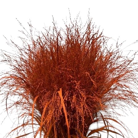 Panicum Grass Dyed Orange