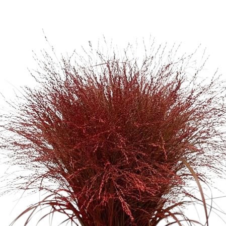 Panicum Grass Dyed Red