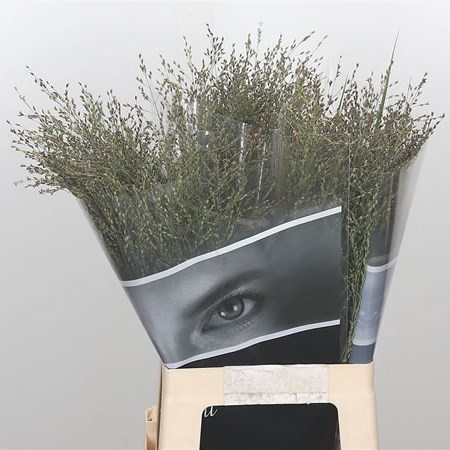 Panicum Heavy Metal Grass