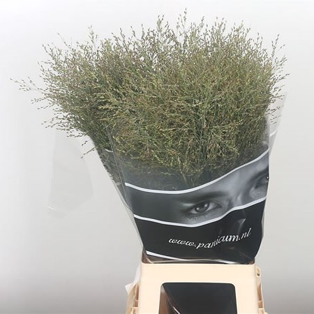 Panicum Heavy Metal Grass