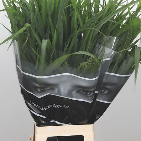 Panicum Splash Grass