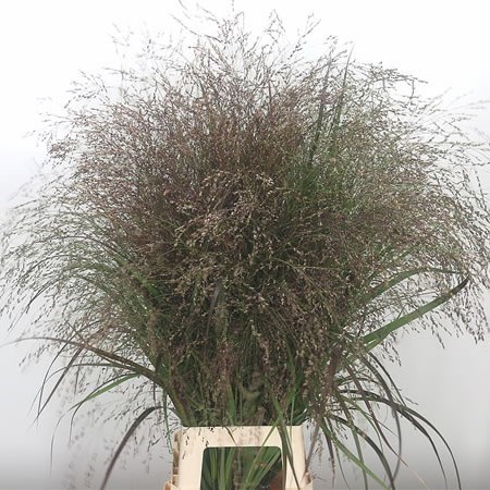 Panicum Thundercloud Grass