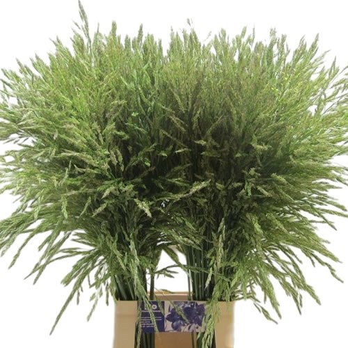 Panicum Umbrella Grass Green