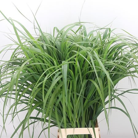 Panicum Virgat Squaw Grass