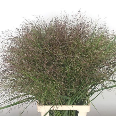 Panicum Warrior Grass
