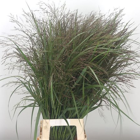 Panicum Warrior Grass