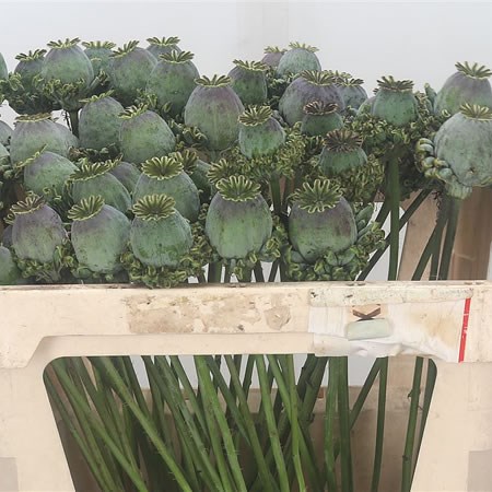 Papaver Hen And Chicken
