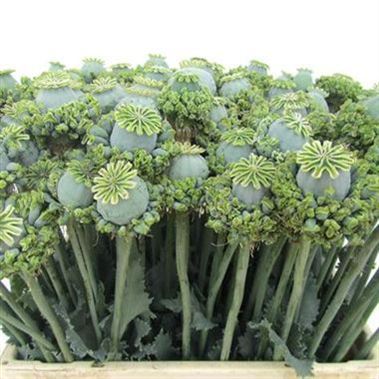 Papaver Hen and Chicken