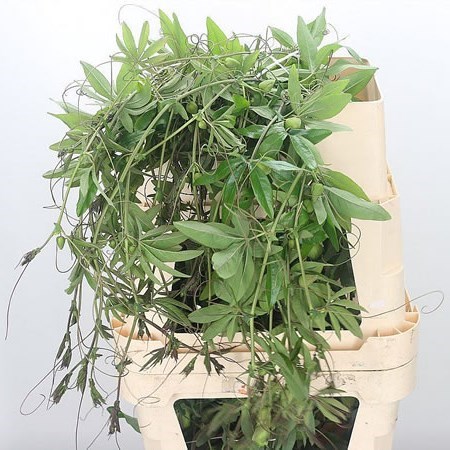 Passion Flower Vines