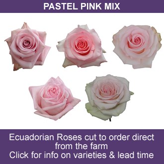 Pastel Pink Mix (Ecuador)