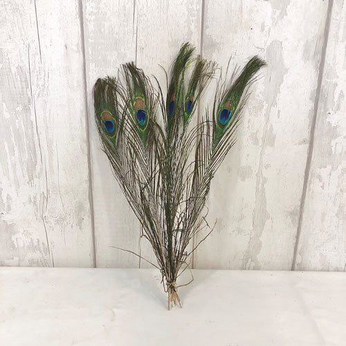 Peacock Feathers With Eyes (Short)